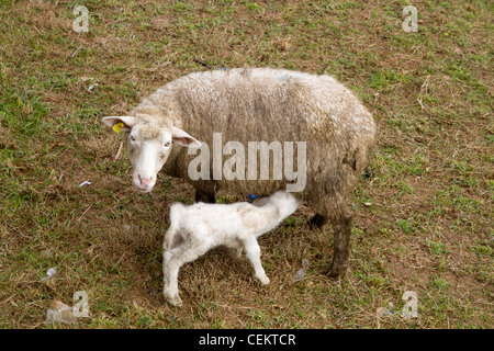 Agnello bere latte dalla madre pecore Maiorca Maiorca Baleari Spagna Foto Stock