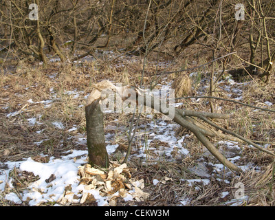 Albero da un castoro rosicchiare / Baum von einem Biber abgenagt Foto Stock