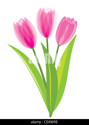 Tulipani rosa isolato su sfondo bianco. Foto Stock