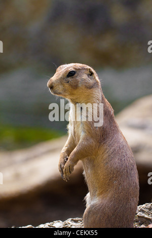 Prairie Dog (Cynomis ludovicianus) ritratto in zoo di Salisburgo, Austria Foto Stock