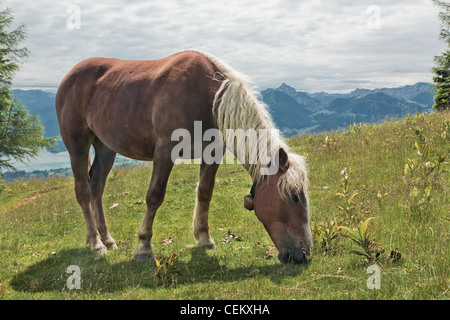 Cavallo ritratto su Zwolferhorn in Austria Foto Stock