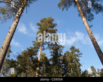 Alberi di pino con Cielo e nubi / Kiefern mit Himmel und Wolken Foto Stock