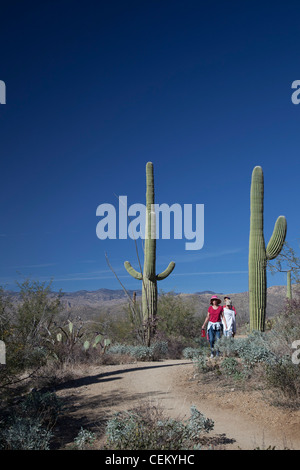 Tucson, Arizona - Escursionisti sulla molla di Douglas Trail nel Parco nazionale del Saguaro. Foto Stock