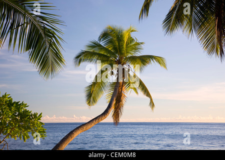 Anse Takamaka, Mahé Seychelles. Palma sovrastante l'Oceano Indiano. Foto Stock