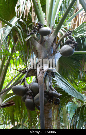 La Vallée de Mai, Praslin, Seychelles. Frutti gigante dell'endemica coco de mer palm (Lodoicea maldivica). Foto Stock