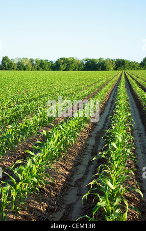 Agricoltura - Campo della metà la crescita del grano di piante di mais a 10 foglie pre infiorescenza staminifera stage / vicino a Inghilterra, Arkansas, Stati Uniti d'America. Foto Stock