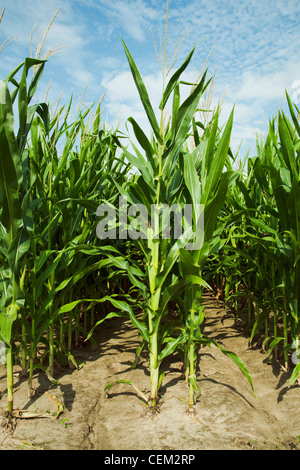 Fila doppia piantato a metà la crescita del grano di piante di mais al posto di fiocco di fase con la stagionatura orecchie sui gambi, visto dalla fine riga Foto Stock