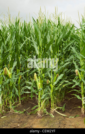Fila doppia piantato a metà la crescita del grano di piante di mais al posto di fiocco di fase con la stagionatura orecchie sui gambi, visto dalla fine riga Foto Stock