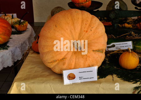 Mostra di 'Dill Atanltic dell' gigante zucca (Cucurbita maxima), Caligny, Orne, Normandie. Foto Stock