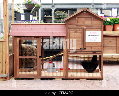 Regno Unito il pollame domestico essendo mantenuto in un colpo di stato di pollo Gallus gallus domesticus pollo Silkie Silkies uccelli sono stati intorno per diverse centinaia di anni, forse hanno avuto origine in India e forse anche la Cina o il Giappone. Il Silkie non è considerato come un più piccolo nel Regno Unito ma come un grande uccello razza di luce. La sua persistente broodiness è una caratteristica di razza e puro o incrociati, la razza fornisce un affidabile broodies per le uova di galline di grandi dimensioni o bantams. Foto Stock