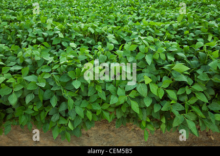 Agricoltura - una sana crescita metà fagioli di soia nel pod fase di impostazione / vicino a Inghilterra, Arkansas, Stati Uniti d'America. Foto Stock