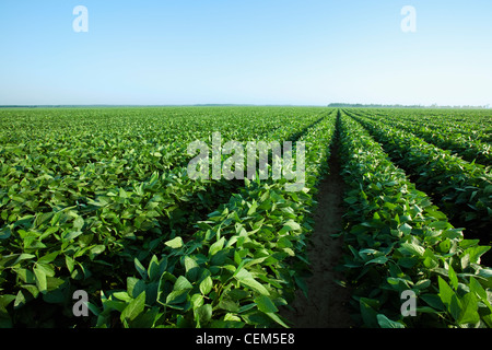 Agricoltura - grande campo di sana crescita metà fagioli di soia al picco di cialda set, piantate su letti di 38 inch / Arkansas, Stati Uniti d'America. Foto Stock