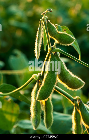 Agricoltura - Primo piano della maturazione di soia verde baccelli sulla pianta / Arkansas, Stati Uniti d'America. Foto Stock
