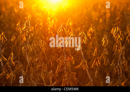 Agricoltura - raccolto maturo stadio baccelli di soia sulla pianta, retroilluminato dal tramonto / vicino a Little Rock, Arkansas, Stati Uniti d'America. Foto Stock