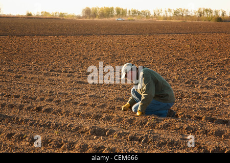 Agricoltura - un agricoltore (coltivatore) controlla la profondità di semina in un campo appena piantata con il Mais / vicino a Inghilterra, Arkansas, Stati Uniti d'America. Foto Stock