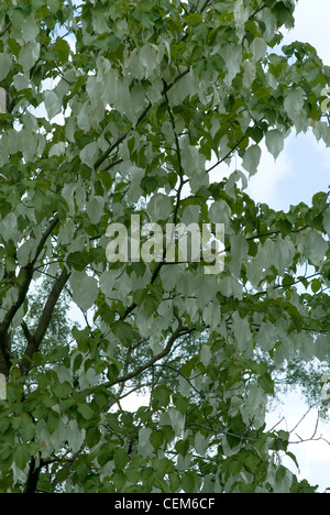 Tempo di primavera nella piantagione di Isabella, Richmond Park Regno Unito Foto Stock