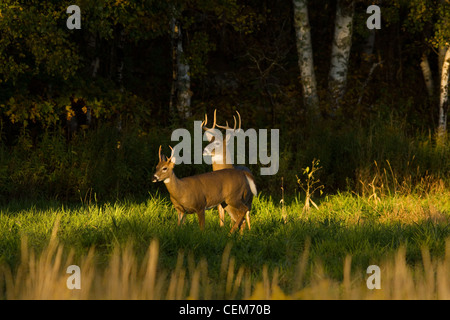 White-tailed bucks in autunno Foto Stock