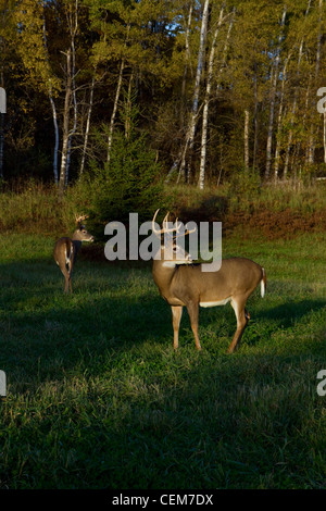 White-tailed bucks in autunno Foto Stock