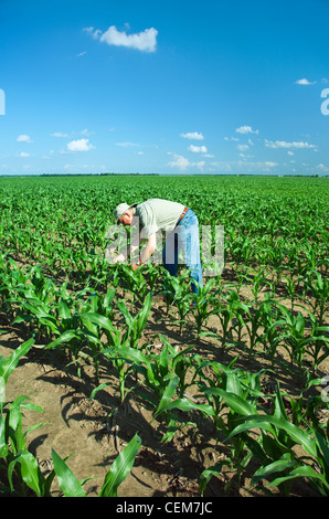 Agricoltura - un agricoltore (coltivatore) esamina la metà della crescita di piante di mais per pesti di insetto e il progresso di crescita / vicino a Inghilterra, Arkansas. Foto Stock