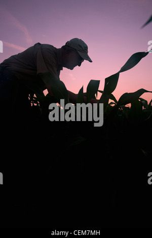 Agricoltura - un agricoltore (coltivatore) esamina la sua metà della crescita di piante di mais a sunrise / vicino a Inghilterra, Arkansas, Stati Uniti d'America. Foto Stock