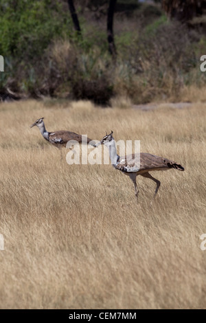 Kori Bustards (Ardeotis kori). Coppia, maschio diritto. Gioisca il parco nazionale. Etiopia. Foto Stock