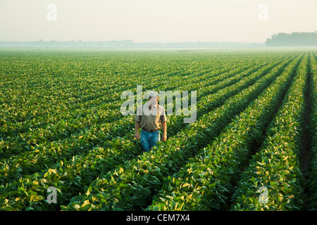 Un contadino (coltivatore) si affaccia sul suo campo ed esamina la sua metà della crescita di raccolto di soia a metà-fine cialda set stage / STATI UNITI D'AMERICA. Foto Stock