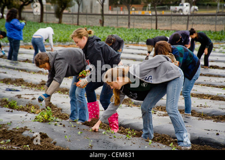 Volontari caritatevoli impianto gli spinaci in un campo fangoso a Irvine, CA, per essere cresciuto per sfamare i senzatetto. Foto Stock