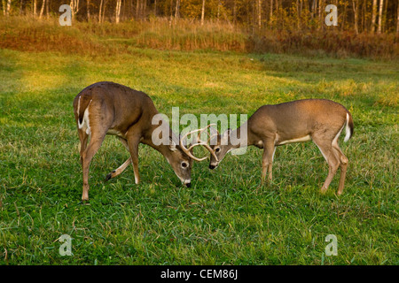 White-tailed bucks in autunno Foto Stock