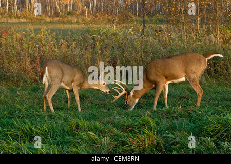 White-tailed bucks in autunno Foto Stock