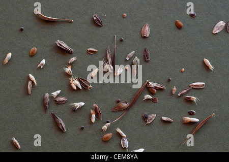 Sparse Sementi di fiori selvaggi pronto per essere seminata in primavera. Foto Stock