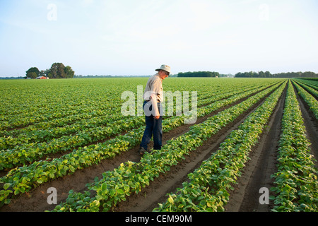 Un contadino (coltivatore) passeggiate attraverso il suo campo di ispezionare la sua rapida crescita del raccolto di fila doppia soie, in early morning light / STATI UNITI D'AMERICA. Foto Stock