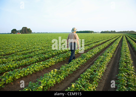 Un contadino (coltivatore) passeggiate attraverso il suo campo di ispezionare la sua rapida crescita del raccolto di fila doppia soie, in early morning light / STATI UNITI D'AMERICA. Foto Stock