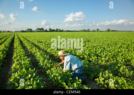 Agricoltura - un agricoltore (coltivatore) ispeziona la sua metà la crescita del raccolto di soia / vicino a Jonesboro, Arkansas, Stati Uniti d'America. Foto Stock