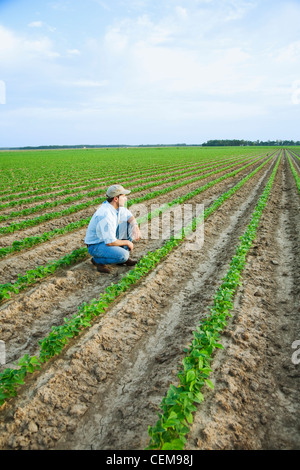 Un contadino (coltivatore) rannicchiato e guardando fuori attraverso il suo campo di ispezionare la sua rapida crescita del raccolto di soia / Arkansas, Stati Uniti d'America. Foto Stock