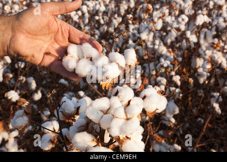 Un contadino (coltivatori) mano trattiene un open coppia ad alta resa cotone boll in fase di mietitura come egli ispeziona il suo raccolto / Arkansas, Stati Uniti d'America. Foto Stock