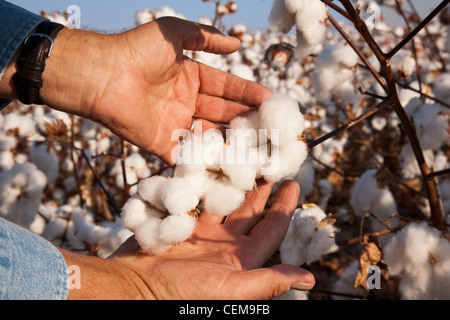 Un contadino (coltivatori) mano mantiene aperta la coppia ad alta resa bolls cotone in fase di mietitura come egli ispeziona il suo raccolto / Arkansas, Stati Uniti d'America. Foto Stock