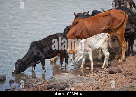 Domestico tipo zebù bovini (Bos taurus x bos indicus). Portato ad un fiume luogo di irrigazione per bere. Montagne di balle. Etiopia. Foto Stock