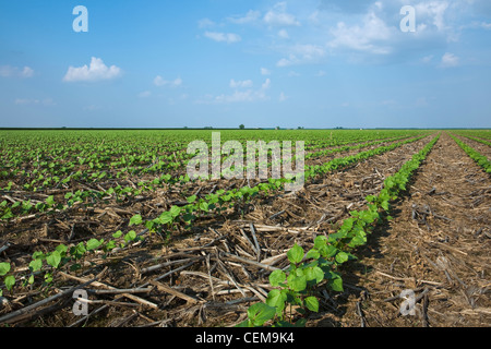 Campo di piantine di cotone a 3-4 vero stadio fogliare, piantate no-till di residuo del precedente anno di raccolto di mais / Arkansas. Foto Stock