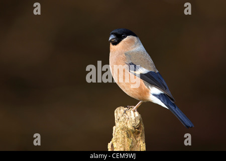 Ritratto di una donna Bullfinch Foto Stock