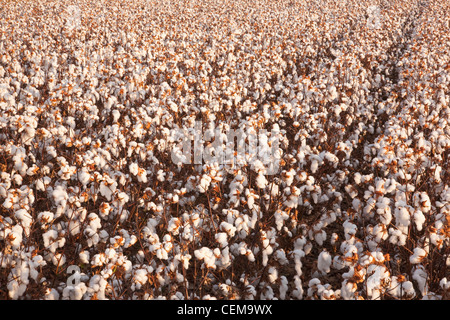 Righe di matura defogliati ad alta resa di piante di cotone in fase di mietitura in inizio di mattina di Autunno / luce vicino a Inghilterra, Arkansas, Stati Uniti d'America. Foto Stock