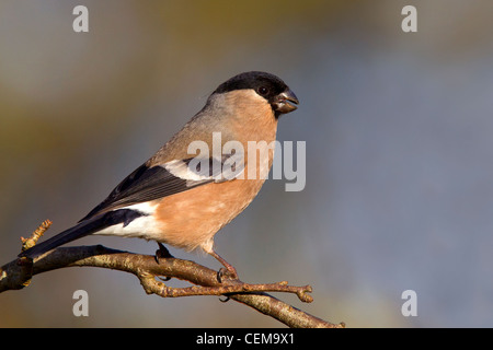 Bullfinch femmina Foto Stock
