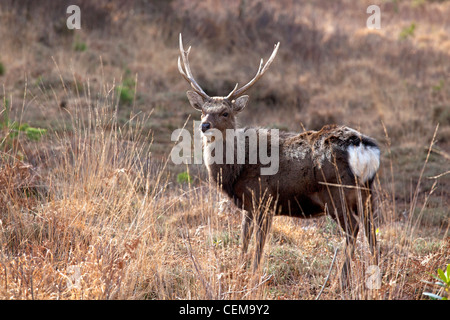 Cervi di Sika Foto Stock