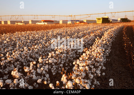 Righe di matura defogliati ad alta resa di cotone di estrazione in fase di mietitura con moduli di cotone in background / West Texas, Stati Uniti d'America. Foto Stock