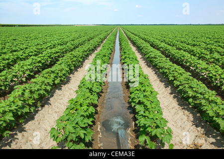 Campo della metà la crescita il cotone al set di frutta stadio, essendo solco irrigato. L'acqua viene diretto verso il basso ogni altra fila nel campo. Foto Stock