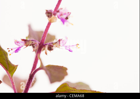 Ocimum tenuiflorum. Basilico santo, Tulsi piante e fiori su sfondo bianco Foto Stock