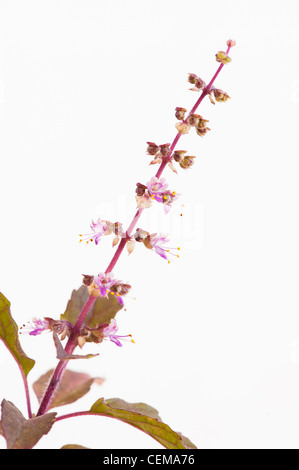 Ocimum tenuiflorum. Basilico santo, Tulsi piante e fiori su sfondo bianco Foto Stock