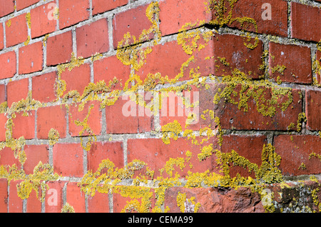 Angolo del vecchio mossy mattone rosso sfondo parete sullo sfondo. Foto Stock