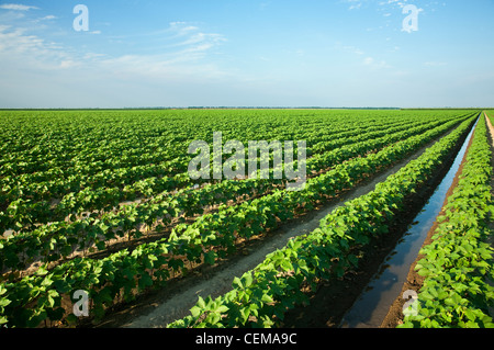 Agricoltura - grande campo di metà della crescita essendo di cotone irrigate dal solco / vicino a Inghilterra, Arkansas, Stati Uniti d'America. Foto Stock
