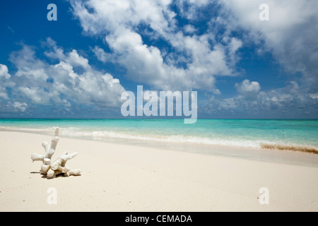 Il corallo sulla riva del Vlassof Cay - un telecomando sabbia cay vicino a Cairns. Great Barrier Reef Marine Park, Queensland, Australia Foto Stock