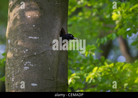 Schwarzspecht, Dryocopus martius, picchio nero Foto Stock